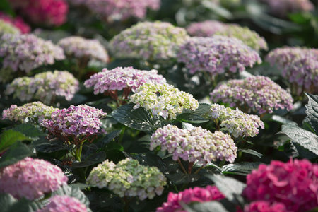 Hydrangea macrophylla flowers in the garden, stock photo