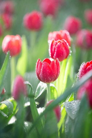 tulips. a bulbous spring-flowering plant of the lily family, with boldly colored cup-shaped flowers.の写真素材