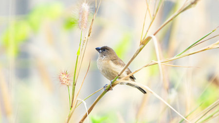 Bird on the branch of reed in the morning, Thailand.の写真素材