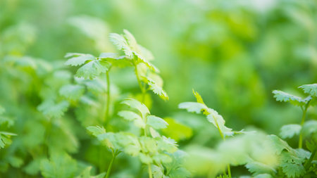 Coriander leaves background. Coriandrum sativumの写真素材
