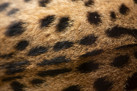 Close up of leopard fur, animal skin texture backgroundの写真素材