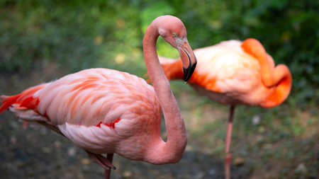 American flamingo (Phoenicopterus ruber), also known as the Caribbean flamingo.の写真素材