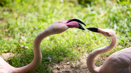 Greater Flamingo (Phoenicopterus ruber)の写真素材