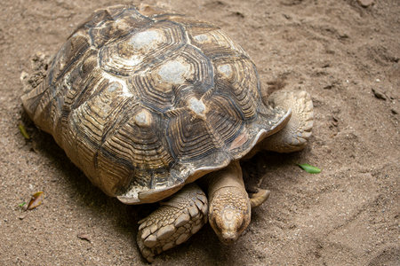 African spurred tortoise (Geochelone sulcata)の写真素材