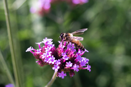 Bee on a purple flower in the garden. Shallow depth of field