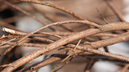 Dry branches of a bush in the garden. Selective focusの写真素材