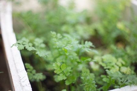 Parsley plants growing in a greenhouse. Selective focus.