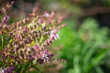 Close up of oregano flowers in the garden, selective focusの写真素材