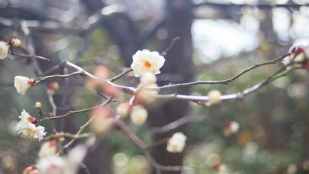 Plum blossom in the garden, Osaka Japanの写真素材