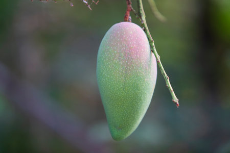 Mango fruit on the tree in the garden at Chiang Mai, Thailandの写真素材