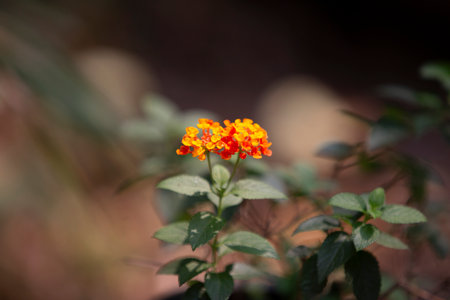 Orange Lantana camara flower in the garden with blur backgroundの写真素材