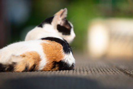 Cute cat lying on the floor in the garden. Selective focus.の写真素材