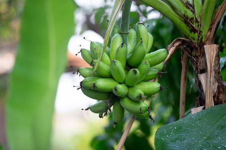 Banana tree with unripe green bananas growing on it.の写真素材