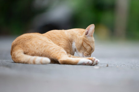 Cute ginger cat lying on the floorの写真素材