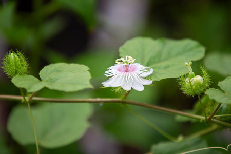 Passiflora foetida, Passiflora foetidaの写真素材