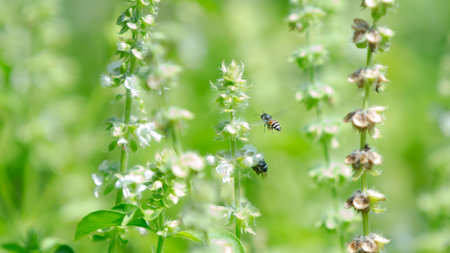 Bee on a flower of basil. Shallow depth of field.の写真素材
