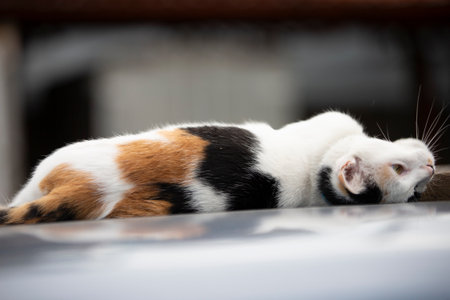 Cat sleeping on the roof of a car. Shallow depth of field.の写真素材