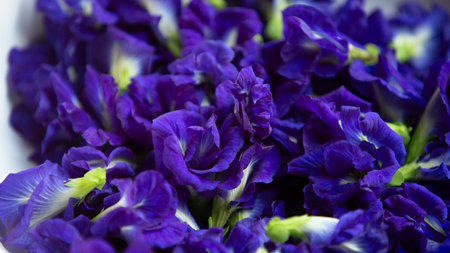 Butterfly pea flower close up in the nature background.
