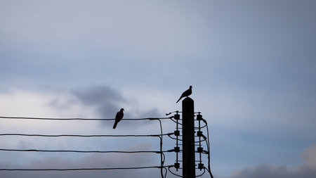 Silhouette of birds sitting on electric pole with blue sky background
