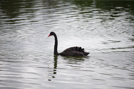 Black swan swimming on the lake in the park in the summerの写真素材