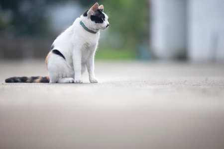 Cat sitting on the floor in the park. Selective focus.の写真素材
