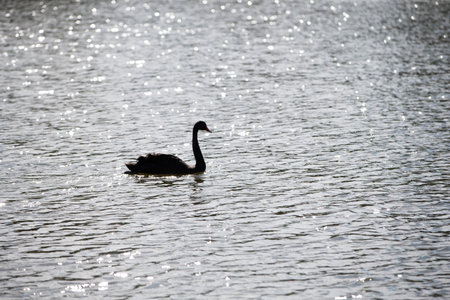 Black swan swimming on the lake.の写真素材
