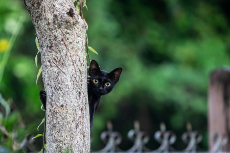 Black cat climbing on a tree in the garden,Thailand.の写真素材