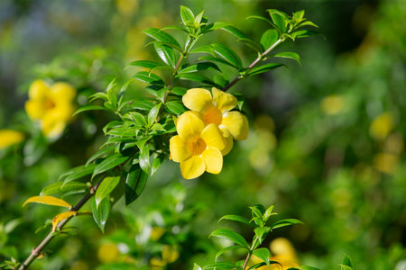Yellow flower of Allamanda cathartica or Golden trumpetbushの写真素材