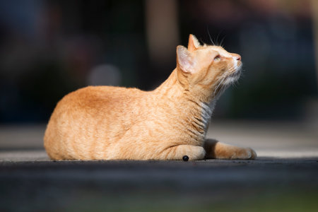 ginger cat sitting on the ground, selective focus on its eyeの写真素材