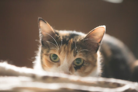 Tricolor cat looking at the camera, shallow depth of fieldの写真素材