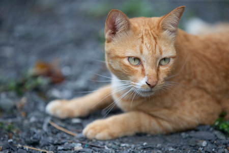 Ginger cat lying on the ground. Selective focus on eyes.の写真素材