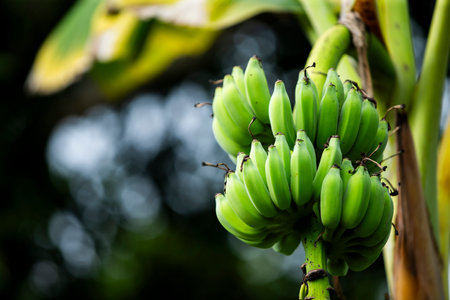 Banana tree with bunch of green bananas on it. Selective focus.の写真素材