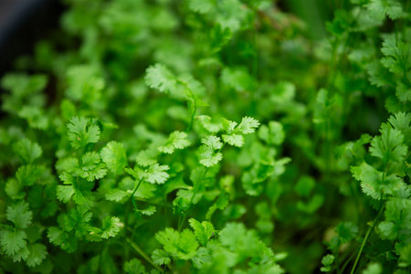 Fresh coriander seedlings growing in the soil. Selective focus.の写真素材