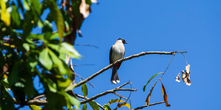 Red-vented Bulbul, Pycnonotus goiavier, single bird on branchの写真素材