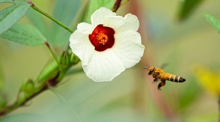 Honey bee on a white Roselle flower in the gardenの写真素材