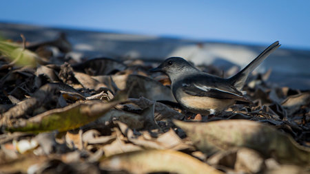Oriental magpie robin (Copsychus saularis)