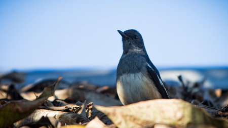 Oriental magpie robin (Copsychus saularis) on a branch