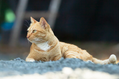 Cute ginger cat lying on the ground and looking at the camera.の写真素材