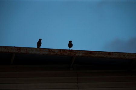 two birds sitting on the roof of the house in the evening.の写真素材