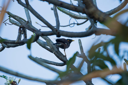 Indian Myna bird perched on a tree in the rainforest.