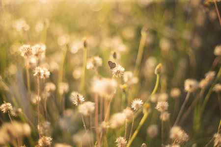 Grass flower background with sun light, soft focus, vintage tone