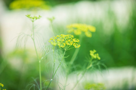 Close up of dill flowers in the garden. Selective focus.