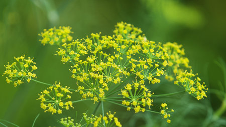 Fennel flowers on a background of green grass in the garden