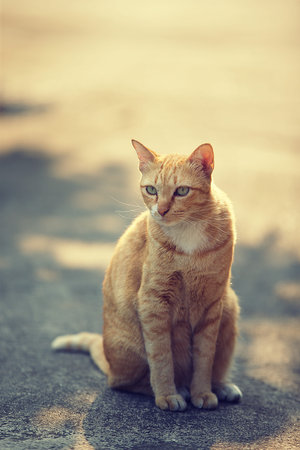 Orange cat sitting on the ground in the sun. Vintage style.