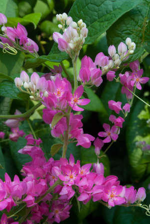 Small pink flowersの写真素材