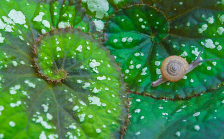 snail on green begoniaの写真素材