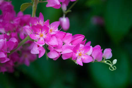 Small pink flowerの写真素材