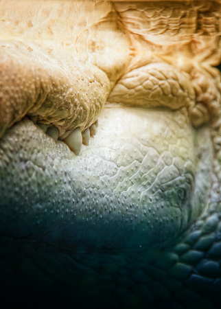 Albino Alligator Jaws and Teethの写真素材