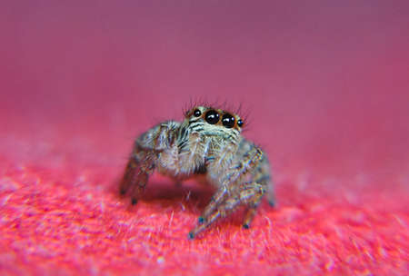 Little spiderの写真素材