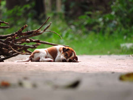 Sleeping puppyの写真素材